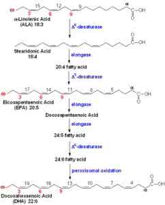 不饱和脂肪酸是什么 什么是脂肪酸和多不饱和脂肪酸