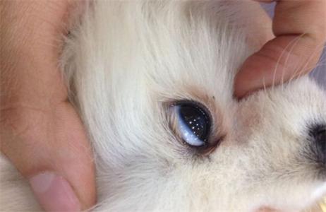 狗狗眼睛发蓝什么原因 狗狗眼睛发蓝什么原因？