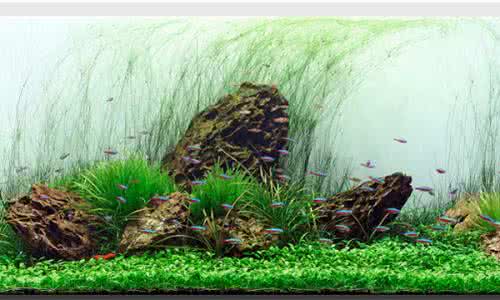 日本式水草造景 【鱼缸】鱼缸水族造景：日本式水草造景