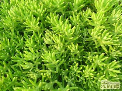 佛甲草怎么吃 佛甲草怎么种