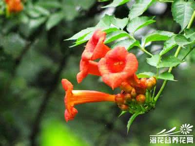凌霄花栽培几年开花 凌霄花的栽培 银翘花(凌霄花)的栽培知识
