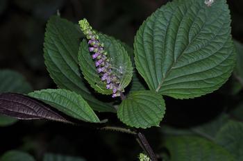 野外药用植物 药用植物害虫紫苏野螟