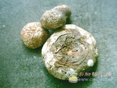 天南星和胆南星的区别 天南星和胆南星的区别 天南星是不是胆南星及其功效