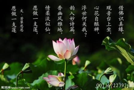 莲花一支枪 五律：愿做一支莲——文/芳草思思