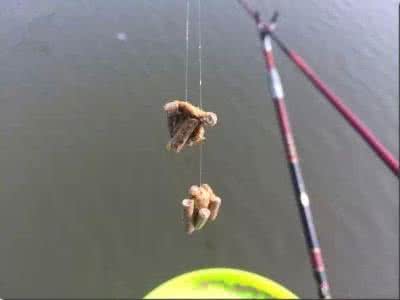 自制蘸饵 蘸饵钓法