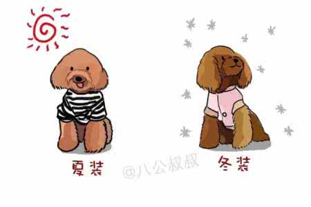 宠物泪痕 说多了都是泪!给宠物买衣服前,千万要看买家秀