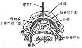 椎管内麻醉 椎管内麻醉生理机制