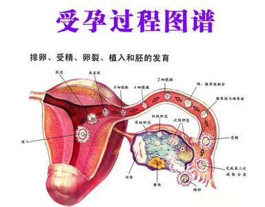 排卵期同房精子流出 排卵期同房精子流出 精子提前起跑怀孕别盯紧排卵期