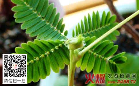 含羞草的根有什么作用 含羞草的作用 含羞草的作用有哪些