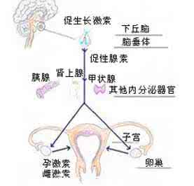 闭经怎么办我才22岁 闭经的症状