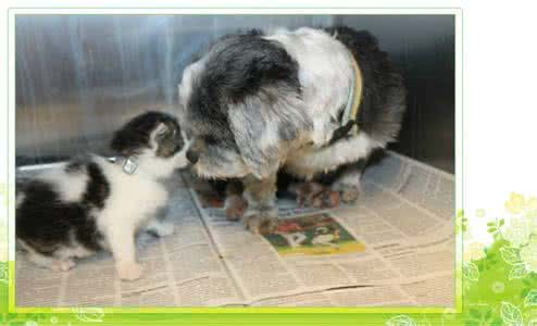 小猫一只眼睛流泪 一只小猫被一只狗见到之后。。。看后流泪了。。。