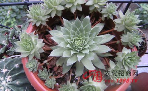 观音莲的养殖方法 的养殖方法和注意事项 观音莲的养殖方法及注意事项