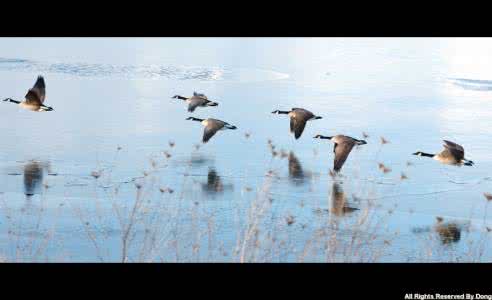 风来疏竹雁渡寒潭哲理 缘，如雁渡寒潭，似风吹疏竹