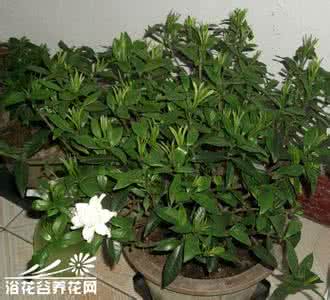 栀子花落蕾的原因 栀子花落蕾的防治方法
