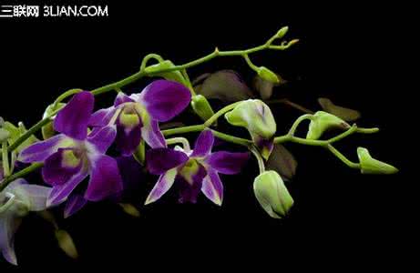 拍摄花卉的构图技巧 拍摄花卉的极简构图