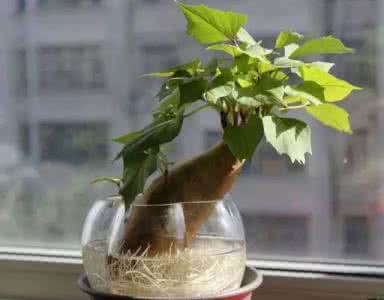 水培植物 养花水培 15种超简单水培植物,养花杀手的救星!