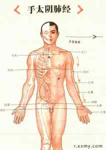 肺经经络图 肺经五腧穴 【经络腧穴】肺经之井穴——少商穴