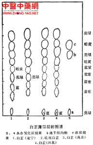 薄层鉴别 白芷薄层鉴别 白芷的简介图片和鉴别方法