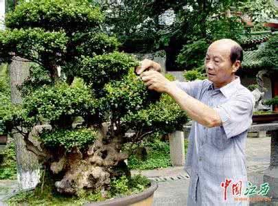 苹果树盆景 谈树木盆景的冬季修剪