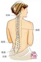 人体脊椎结构图高清 人体脊椎分“三关”——风寒、气血、寒冷关