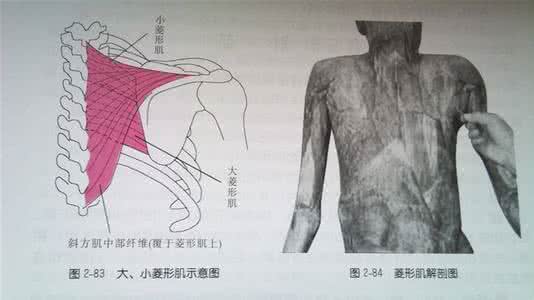 肩部斜方肌 颈肩部疼痛 颈肩部疼痛？可能是斜方肌问题