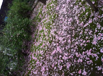 花开花谢 都来几许 花开花谢,你都在我的风景里