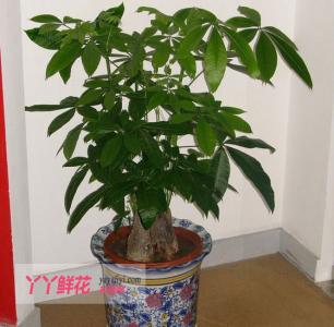 盆栽发财树的日常养护 盆栽发财树的日常养护 保护我们的“生命之源” 日常养护水龙头