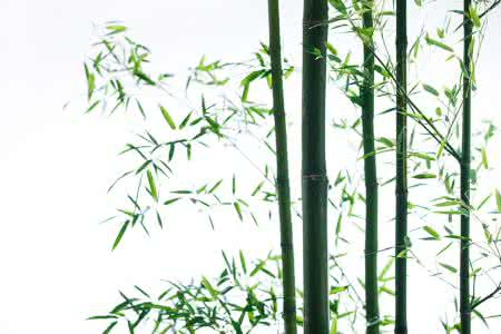 古琴曲 竹林琴音：古琴曲36首（养心专辑）