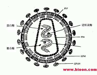 科学家利用逆转录病毒 科学家发现逆转录病毒的结构并不相同