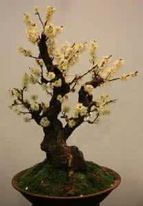 腊梅盆景制作图解 腊梅盆景 腊梅盆景的培育制作