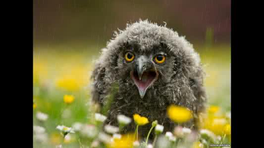 动物唱歌的模样 动物学唱歌