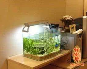 家里放鱼缸有讲究吗 家里买鱼缸有讲究吗？