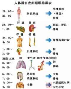 五脏六腑排毒时间 了解五脏运行时间表，科学排毒效果好！（实用）