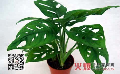 龟背竹养护 龟背竹养护 龟背竹如何养护？龟背竹是什么？