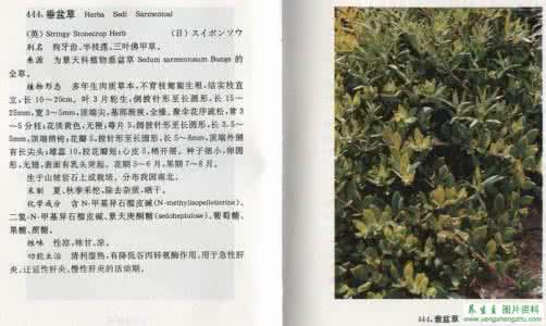 中草药大全图文 图文集 中草药标准彩色图谱（6）——全草、其它类