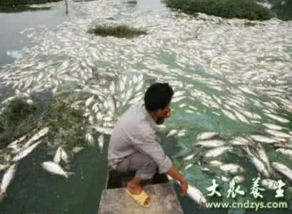 哪几种鱼孕妇不能吃 夏天最不能吃的几种鱼