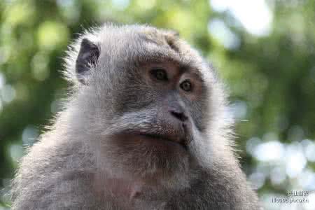 马拉丁 如此印尼:勇敢纯洁的“马拉丁”