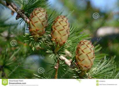 落叶松属枝条 落叶松属