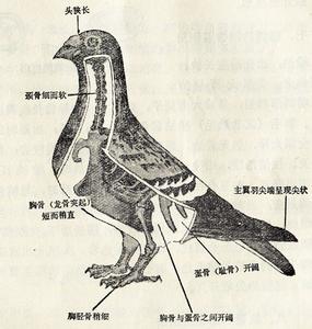 鸽子龙骨辨别方法图片 鸽子龙骨辨别方法图片 苍术的简介图片和辨别方法