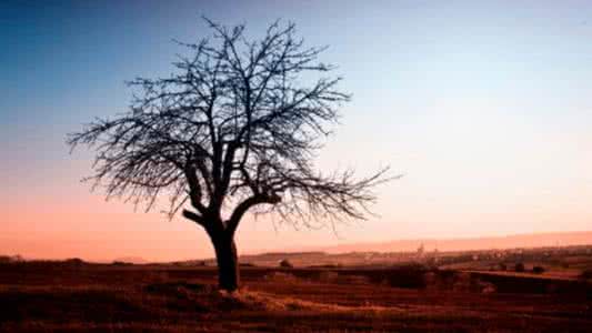 求解一颗二叉树的深度 【荐读】一颗受伤的树（深度好文）