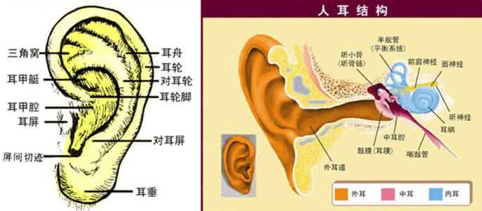 耳朵疾病 每天摸摸耳朵 可防6种疾病