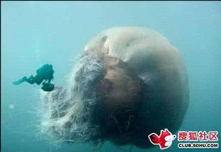 世界最毒水母 世界最大的水母