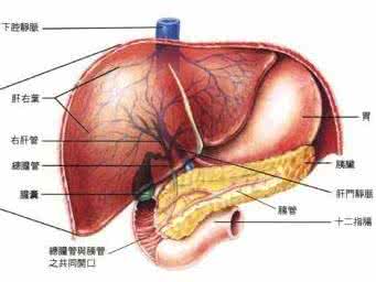 肝脏毒素 肝脏有毒素的症状 肝有哪些症状 肝脏是如何排出毒素的
