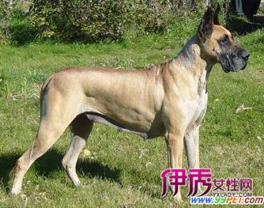 小大丹犬 大丹犬的性情需要自小培养