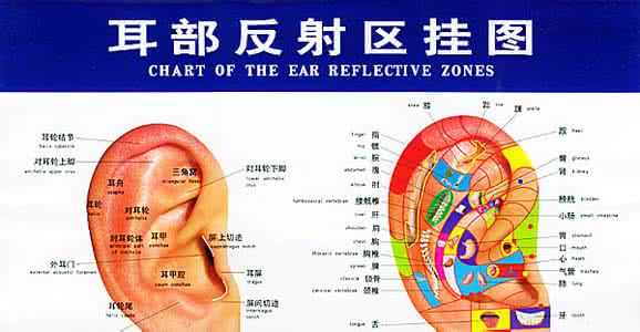 耳朵反射区高清大图 耳朵反射区