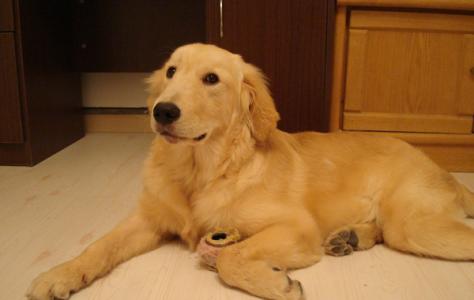 怎么才能让金毛不掉毛 金毛犬掉毛怎么办