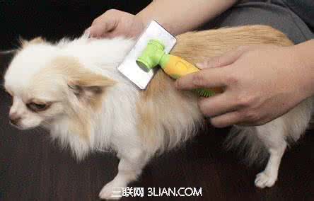 宠物美容知识 七条基本的宠物美容知识