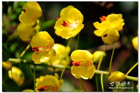 新鲜黄花菜有毒吗 这么漂亮的小黄花，却有毒，还能实实在在地治疗癌症！