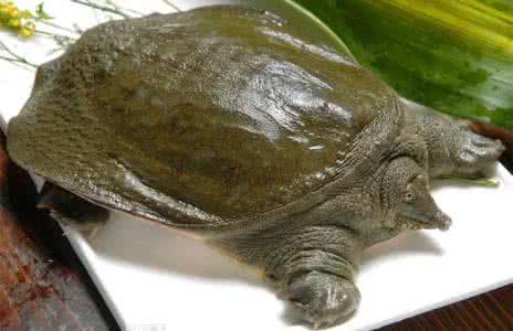甲鱼多少钱一斤 甲鱼