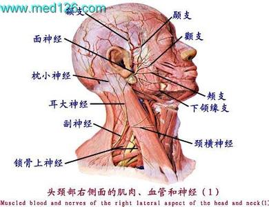 神经系统解剖学视频 神经系统的解剖 神经系统解剖学